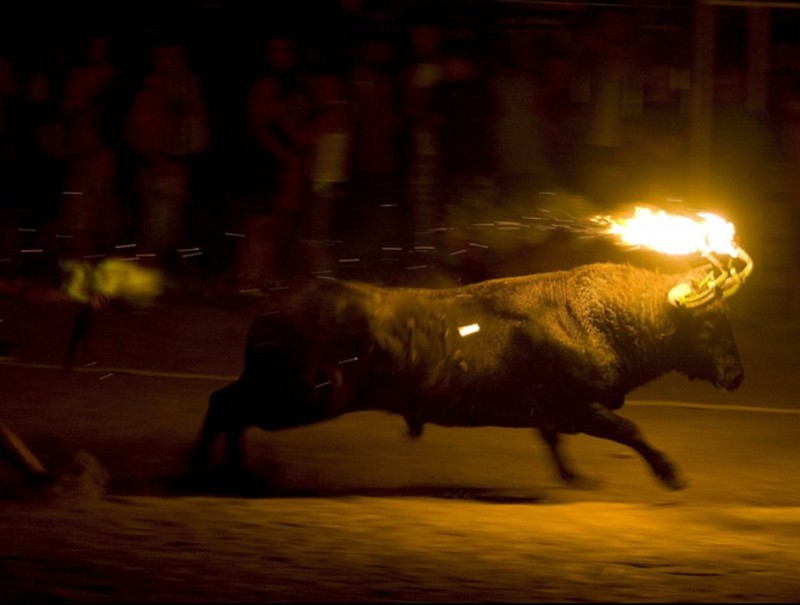 Moment clau, el de soltar la cua. És el bou de la ramaderia Margalef que la colla d'Amposta va embolar dimecres la nit. JOSÉ CARLOS LEÓN