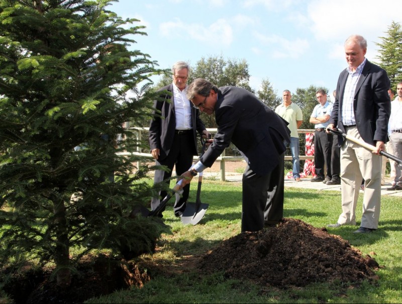 El president de CiU Artur Mas, ahir plantant un avet a Sant Hilari Sacalm. JOAN SABATER