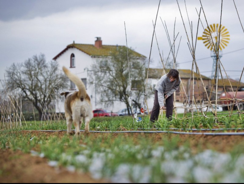 Cultius de producció agrícola ecològica a Gallecs, Mollet del Vallès ROBERT RAMOS