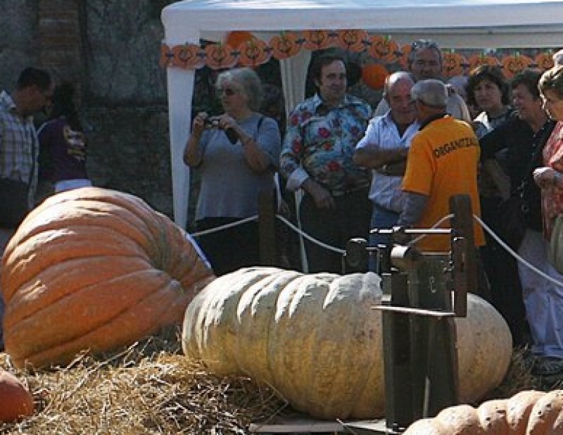 Algunes de les carbasses gegants que van participar al concurs de carbasses grosses de la Fira de la Carbassa d'Esponellà MANEL LLADÓ