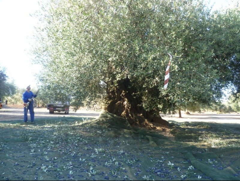 La collita d'oli d'oliveres mil·lenàries ja ha començat. CEDIDA