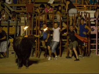 Un bou embolat a les festes majors d'Amposta l'agost de l'any passat. Enguany l'Ajuntament reduirà els actes taurins. JOSÉ CARLOS LEÓN