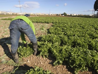 Els socis de la cooperativa tenen explotacions agrícoles molt petites. DIMAS BALAGUER