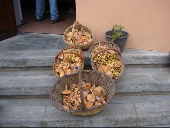 Cistelles de rovellons collits per un veí de Sant Pau. ARXIU