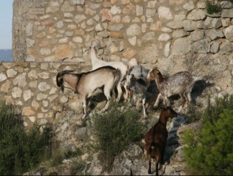 Imatge de les cabres i el boc pasturant a tocar del castell de Subirats EL PUNT AVUI