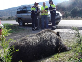 El senglar mort davant del cotxe que va envestir i els Mossos i el conductor fent l'atestat. TURA SOLER