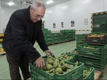 Fernando Falcó, president de la cooperativa de l'Aldea, revisa unes caixes de carxofes J.C.L