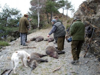 Un grup de caçadors de Llavorsí (el Pallars Sobirà), en una batuda contra senglars ACN