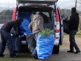 Els mossos desmantellant un laboratori de marihuana, a Maçanet JOAN CASTRO / CLICK ART FOTO