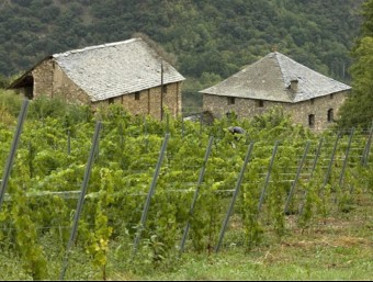 Les bordes del Batlliu de Sort on s'ha reintroduït el cultiu de la vinya al Pallars Sobirà. La vinya hi era molt present abans de la fil·loxera. CELLER BATLLIU DE SORT