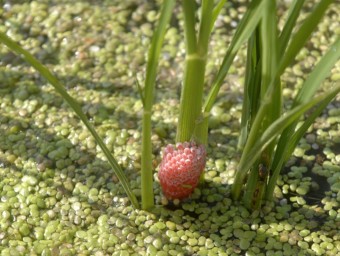 Postes de cargol poma als arrossars del Delta de l'Ebre EL PUNT AVUI