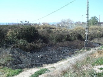 Zona recentment cremada al caixer del riu Xúquer. CEDIDA
