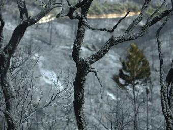 Els estralls de l'incendi d'aquest cap de setmana, sobre alzines sureres i pins del massís de l'Ardenya MANEL LLADÓ