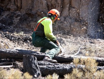 Un operari tallant els arbres cremats prop del santuari d'Arboló, a Soriguera MARTA LLUVICH / ACN