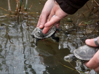 Els exemplars de tortuga d'estany es van alliberar a la llacuna de l'Alfacada. ACN