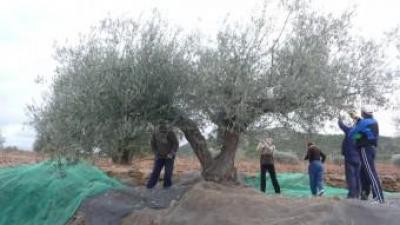 Una colla de llauradors en la campanya de recollida de les olives. ROSELLA C. SANZ