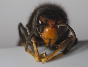 L'exemplar trobat a l'Alt Empordà de vespa asiàtica, una espècie invasora molt agressiva. ACN