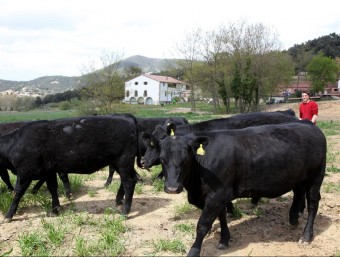 Les vaques de la raça Angus comprades per Salvador Vergés a Escòcia, al mas La Carrera de la Vall d'en Bas JOAN SABATER