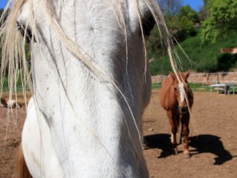 Dos dels cavalls que han acollit al refugi de la Fonollosa que té l'Associació en Defensa dels Èquids ACN