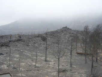L'àrea de pastura de bous ha quedat totalment cremada. L.M