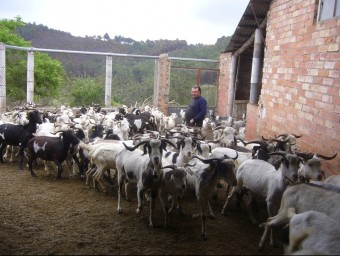 Miquel Borràs, un dels tres pastors de cabra blanca de Rasquera, manté el ramat al corral perquè s'ha quedat sense zona de pastura. L.M