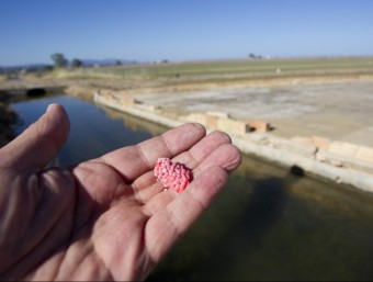 Ous de cargol poma que des de l'any 2010 envaeixen els camps d'arròs de l'hemidelta esquerra de l'Ebre. JOSÉ CARLOS LEÓN