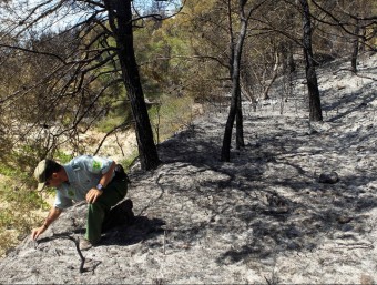 Un agent forestal pren mostres aquest dimecres per a investigar les causes de l'incendi que ha afectat l'Alt Penedès i el Garraf EFE