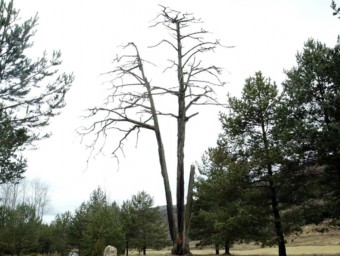 El pi de les tres branques va morir  i ara és conegut com el Pi Vell perquè aprop n’hi ha un altre  també amb tres branques, el pi jove. Tots dos estan catalogats com a arbre monumental. JUANMA RAMOS