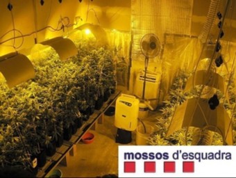 Detall de la plantació de marihuana localitzada a Palafolls. CME