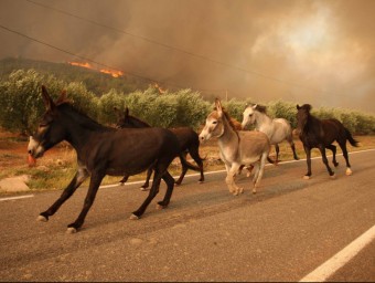 Cavalls i burros d'una granja de Biure fugint esperitats de l'incendi LLUÍS SERRAT