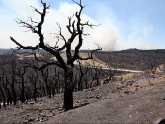Una imatge del bosc calcinat, després de l'incendi del juliol de l'any passat. JOAN SABATER