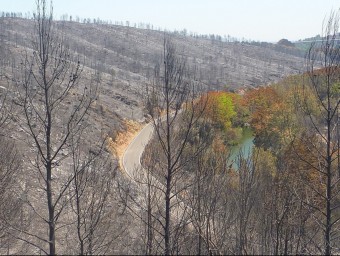 La Muga, al seu pas per la zona cremada de Boadella i les Escaules. A la imatge es reflecteix el contrast entre els terrenys calcinats per les flames i els que s'han salvat. RAMON ESTEBAN