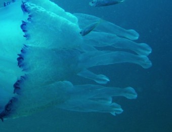 Borm blau, una de les quatre meduses més comunes al litoral català EL PUNT AVUI