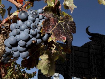 Imatge d'una vinya de la zona Requena - Utiel. ARXIU