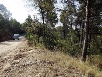 La sequedat dels boscos catalans i el perill d'incendi és un dels problemes generats per la falta de pluja ORIOL DURAN