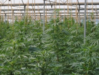 Les 1.900 plantes de marihuana amagades a l'hivernacle de Riudoms ACN