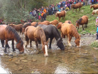 El bestiar, travessant el riu Ritort ahir en l'arribada a Espinavell EL PUNT AVUI