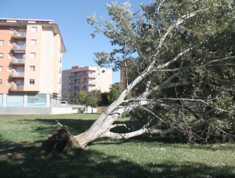 Un arbre arrencat de soca-rel pel vent, aquest diumenge al Parc de la Fira de Tortosa ACN