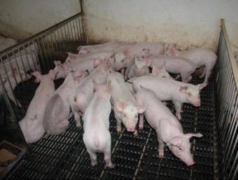 Garrins en una granja de porcs d'Ivars d'Urgell ARXIU / D. MARÍN