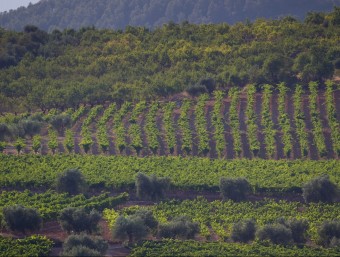 La vinya catalana es basa en un model que prioritza la qualitat del producte final.  ARXIU