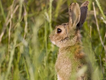 Els pagesos asseguren que el conill de bosc que hi ha actualment és més agressiu que el que hi havia fa dècades, tot i que els estudis fets determinen que l'espècie és autòctona. J.C. LEÓN