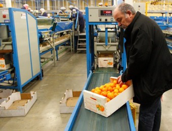 El gerent de Soldebre, Josep Estrada, revisa una caixa de mandarines.  JOSÉ CARLOS LÉON