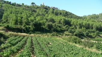 Les vinyes envolten el castell de Subirats. TURISME SUBIRATS