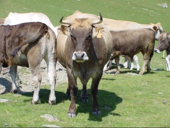Unes vaques pasturant a la Vall de Ribes. AJUNTAMENT DE RIBES DE FRESER