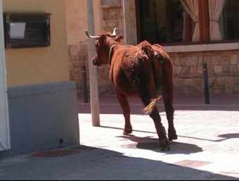 La vaca va deambular pel centre, va anar al port i va tornar a la muntanya EL PUNT AVUI