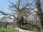 Roure mil·lenari del bosc de Brocéliande M.M.