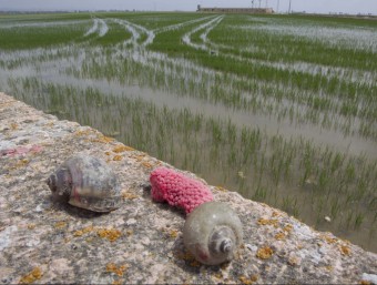 Dos exemplars de cargol poma i les postes de color rosat a la vora d'un arrossar a l'Aldea JOSÉ CARLOS LEÓN