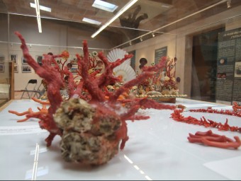 Exposició del contraban de corall al Museu de l'Anxova i de la Sal de l'Escala.  ARXIU