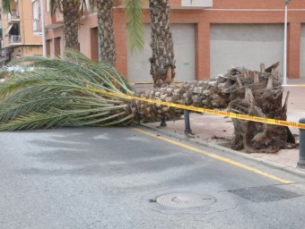 Palmera abatuda pel morrut roig al carrer Antonio Mora d'Elx. EL PUNT AVUI