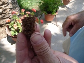 Capoll de fibres que embolcalla les larves el morrut roig. ESCORCOLL